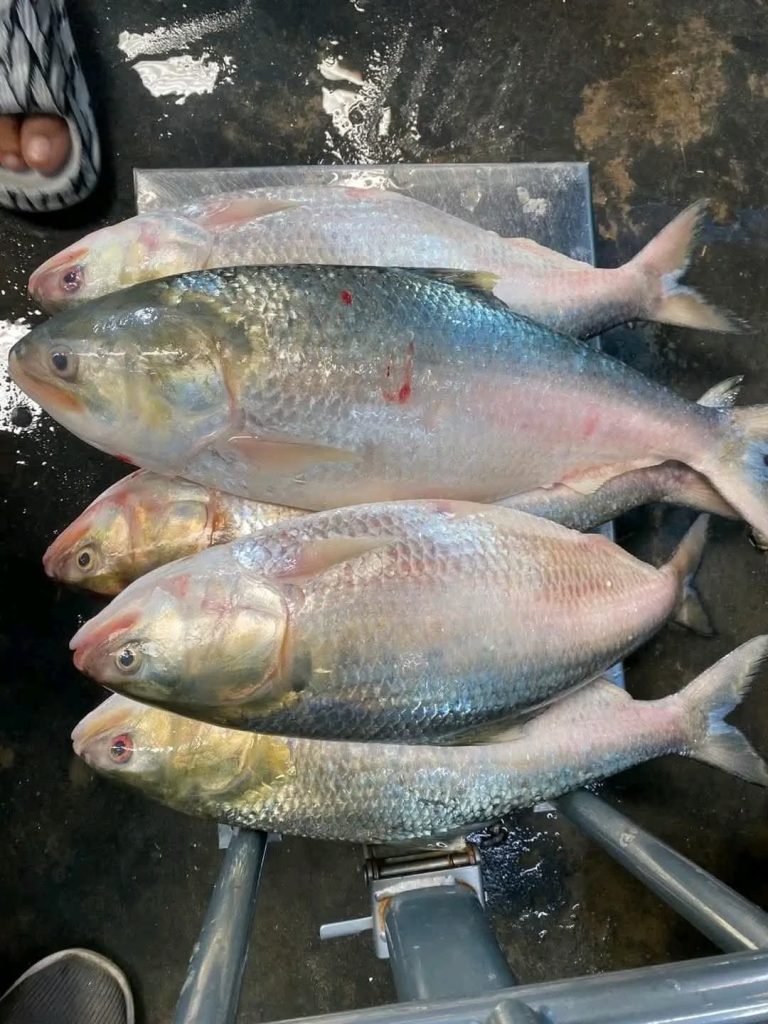 WhatsApp Image 2026-04-18 at 12.41.43 PM