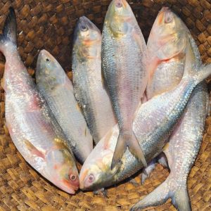 ৬ পিস আট কেজি