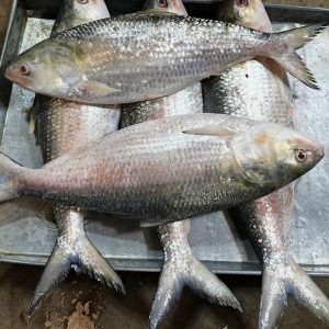 ৫ পিস ৫ কেজি