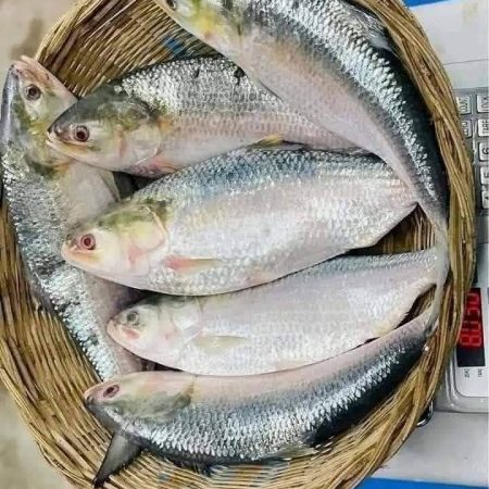 ৬ পিছে মাছে ৮ কেজি
