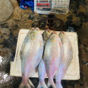 ৫ পিস ১০ কেজি