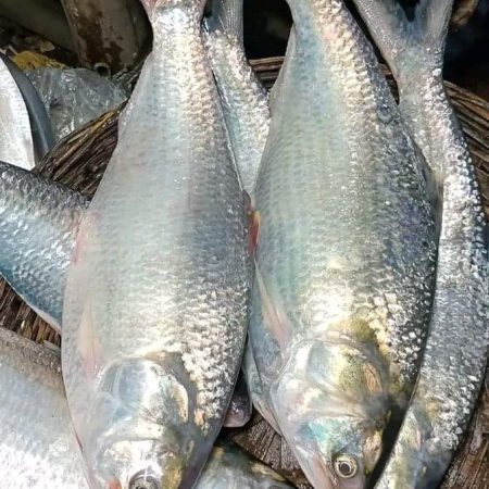 ৬ পিস (৫ কেজি)