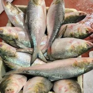 ১০ পিস ৫ কেজি