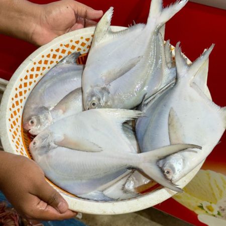 রূপচাঁদা
