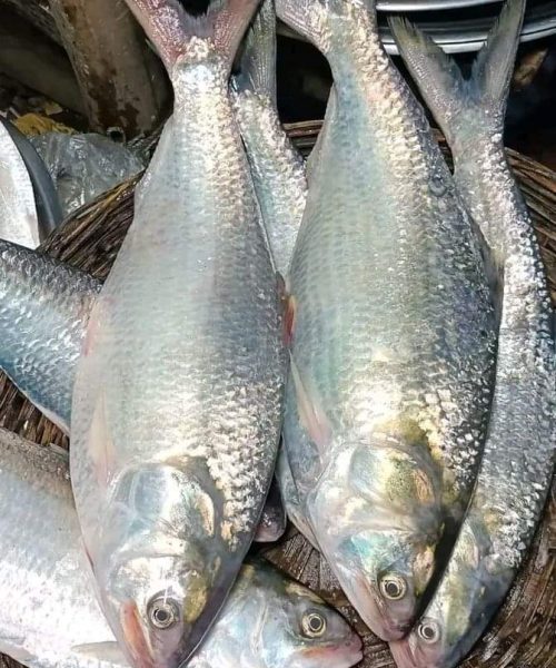 WhatsApp Image 2026-04-18 at 11.34.18 PM