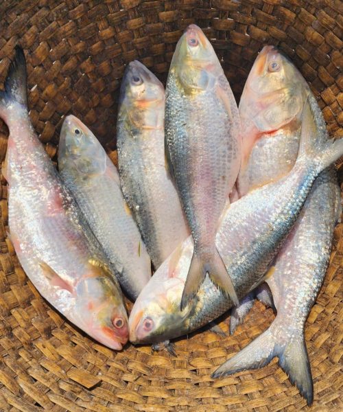 WhatsApp Image 2026-04-18 at 12.41.27 PM