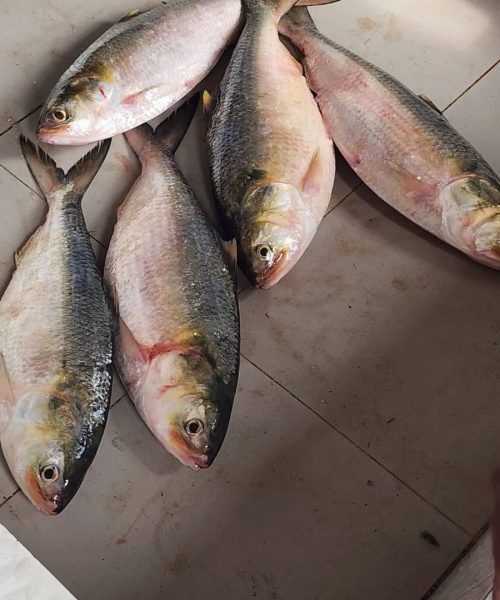 WhatsApp Image 2026-04-18 at 12.41.28 PM