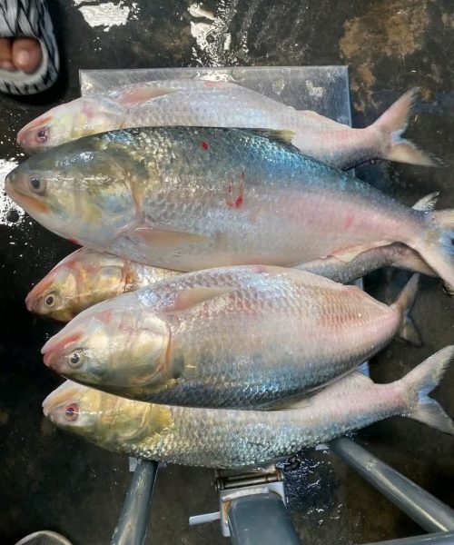 WhatsApp Image 2026-04-18 at 12.41.43 PM