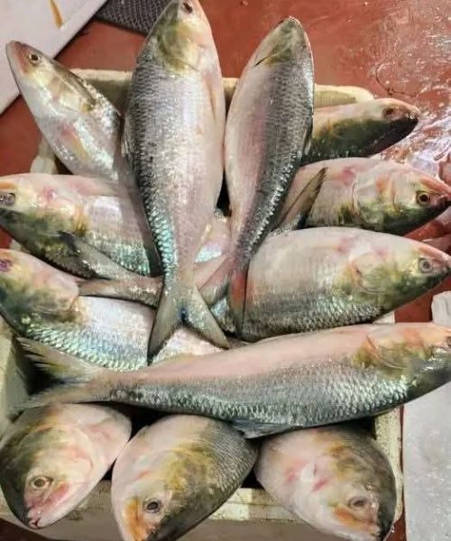 WhatsApp Image 2026-04-18 at 12.42.14 PM