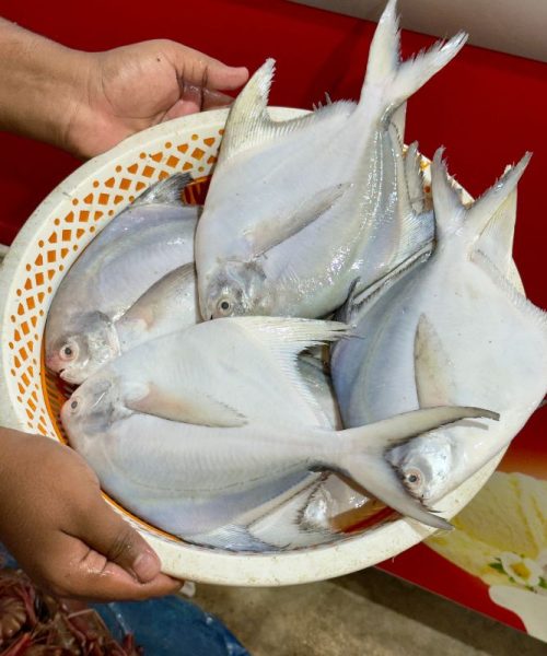 রুপচাঁদা-1-1